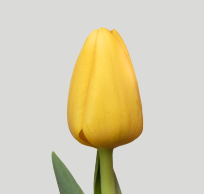 Tulipan Hol. Novi Sun 45cm Am.