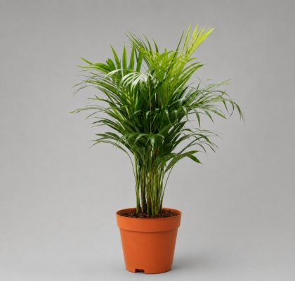 P. Dypsis Lutescens 17/75cm x6