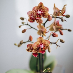 Flower Plants