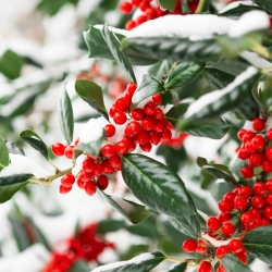 Christmas Flowers
