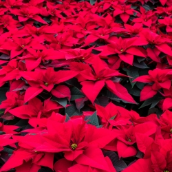 Christmas Plants
