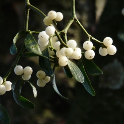 Christmas Green