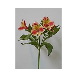Alstroemeria