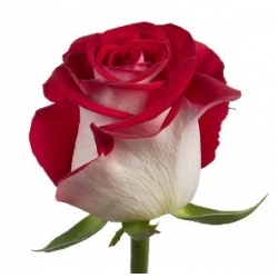 Holland Roses