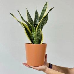 Pots