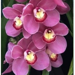 Cymbidium