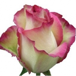 Ecuador Color Roses