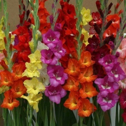 Gladiolus