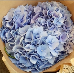 Hydrangea & others