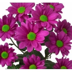 Chrysanthemum