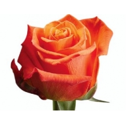 A2 & B1 Roses