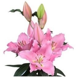 Lily