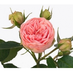 "Garden" Roses