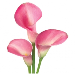 Wedding Flowers
