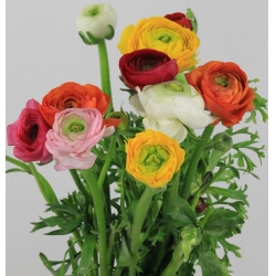 Season Flowers