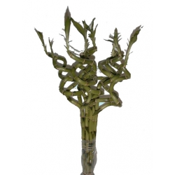 Bamboo