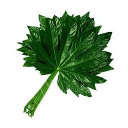 Leafy Greens