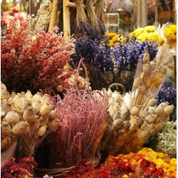 Dried Flowers