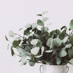 Leafy Greens