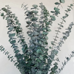 Preserved Greens