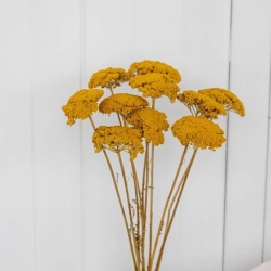 Preserved flower