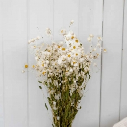 Dried Flowers