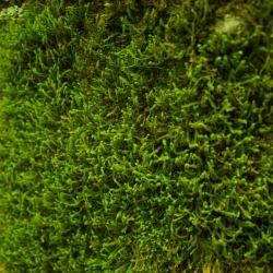 Natural Moss