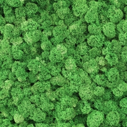 Preserved moss