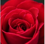 Red Rose Ecuador SV