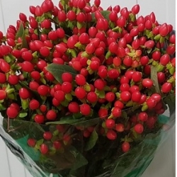Fruits