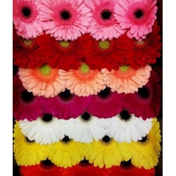 Gerbera