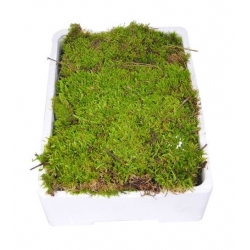 Natural Moss