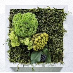 Preserved moss