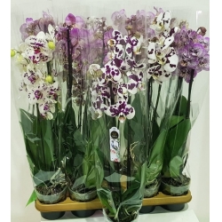 Flower Plants