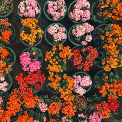 Garden/Season Plants