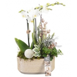 Green Plants
