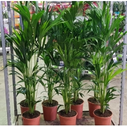 Large Plants
