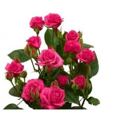 Spray Roses