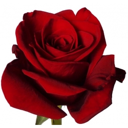 Ecuador Red Rose