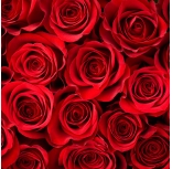 Roses in love
