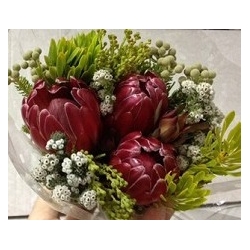 Safari & Proteas