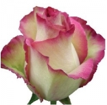Ecuador Color Roses