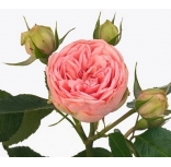 "Peony & Garden" Roses