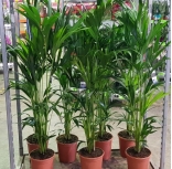 Large Plants