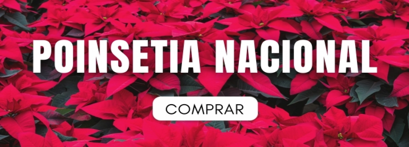 POINSETIA