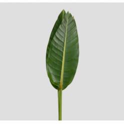 Hoja Estrelitzia 90cm "T50"