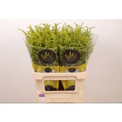 Solidago Carzan Taramba 80cm 35gr "T25"