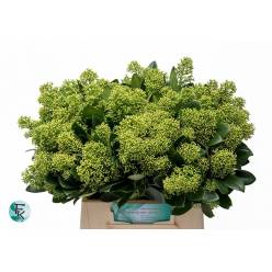 Skimmia Finchy 45cm "Paquete"