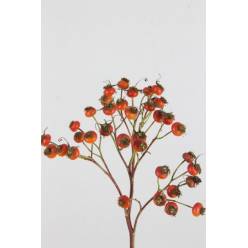 Semilla Rosa Starberry 50cm 500gr "Paquete"