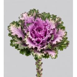Brassica Hol. Rigel 60cm